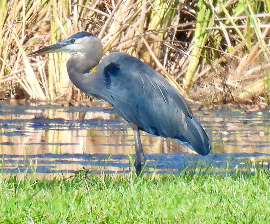 Blue Heron resting Photograph by Tracey Neiman - Fine Art America