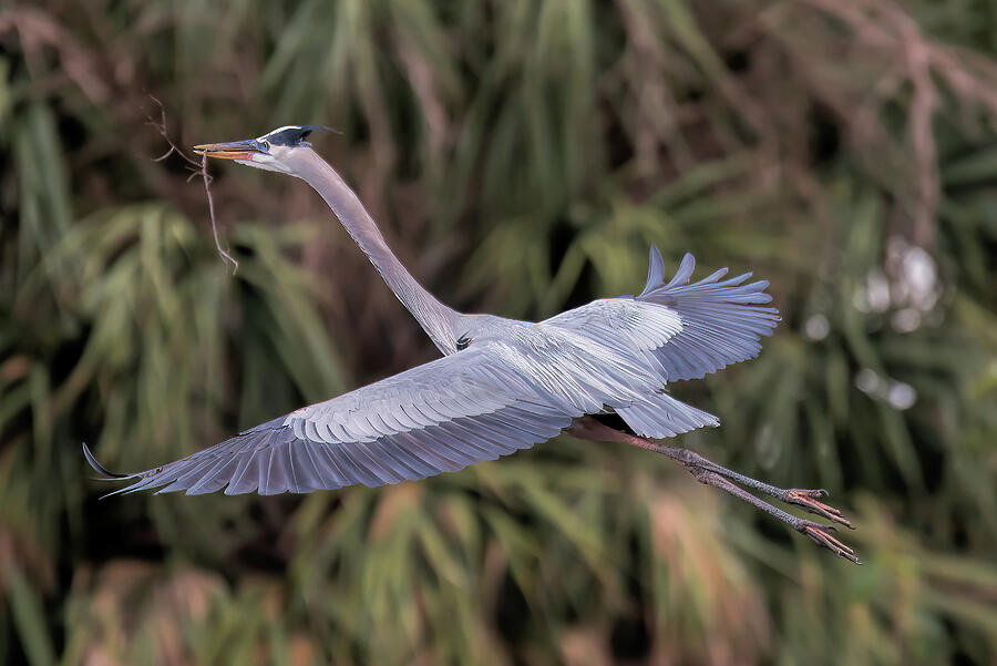 Blue Heron Returning Photograph by Lonnie Wooten - Fine Art America