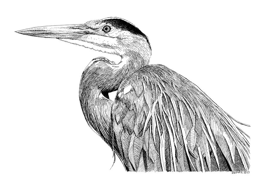 Blue Heron Drawing by Scott Woyak