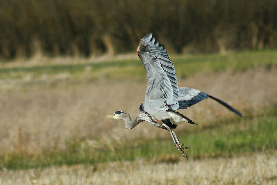 Blue Heron Photograph by Segura Shaw Photography