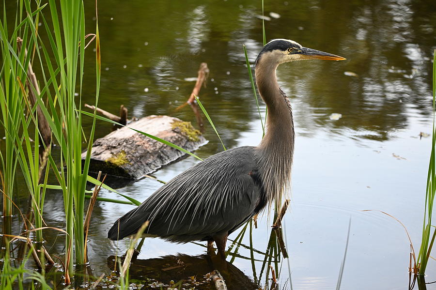 Blue Heron Side View Photograph By Dominador Kebeng - Pixels