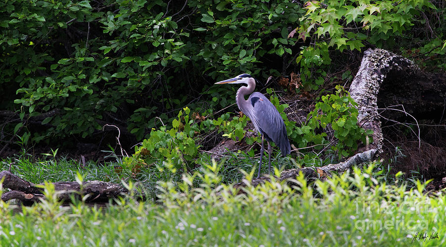 Blue Heron-Signed-#0584 Photograph by J L Woody Wooden