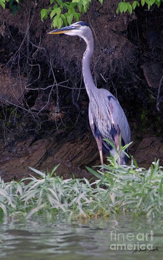Blue Heron-Signed-#0919 Photograph by J L Woody Wooden