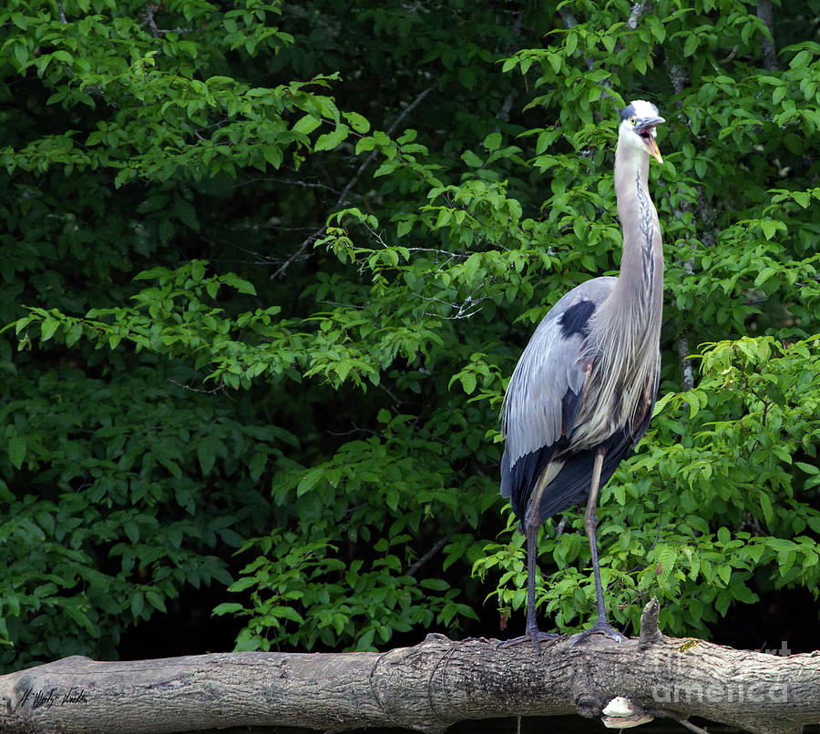 Blue Heron-Signed-#0996 Photograph by J L Woody Wooden