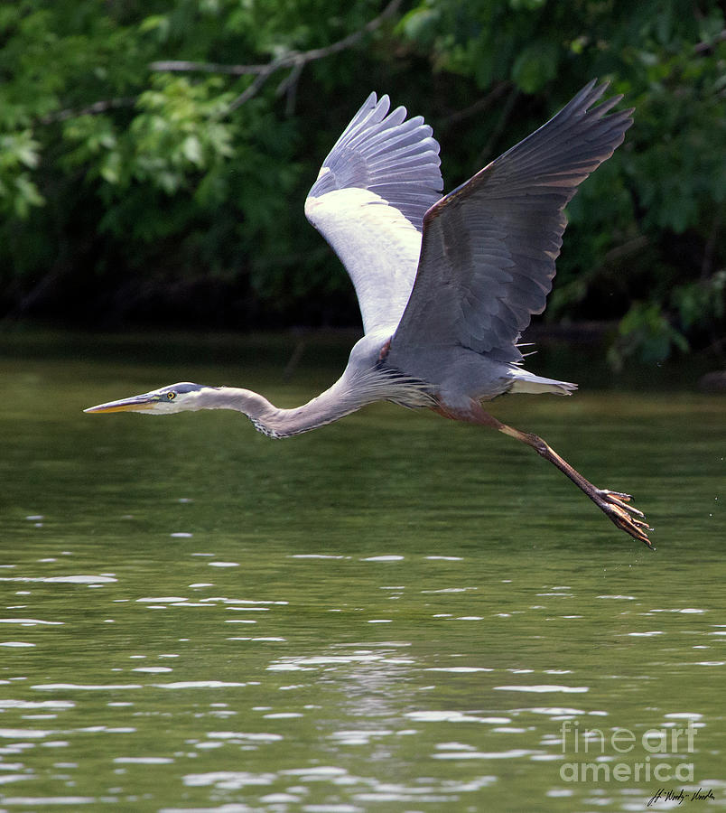 Blue Heron-Signed-#1036 Photograph by J L Woody Wooden