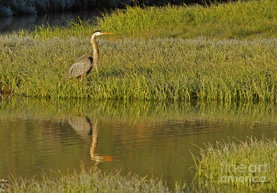Blue Heron-Signed-#8238 Photograph by J L Woody Wooden