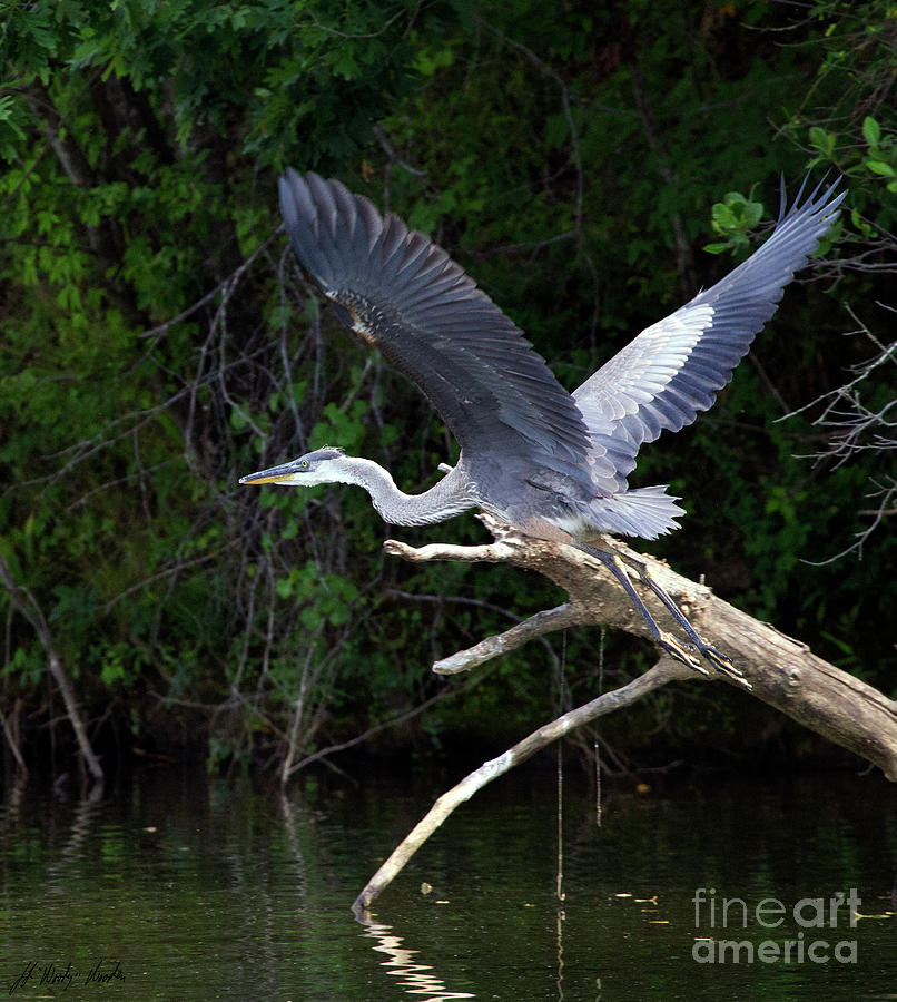 Blue Heron-Signed-#9702 Photograph by J L Woody Wooden