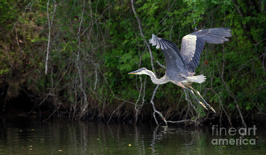 Blue Heron-Signed-#9704 Photograph by J L Woody Wooden