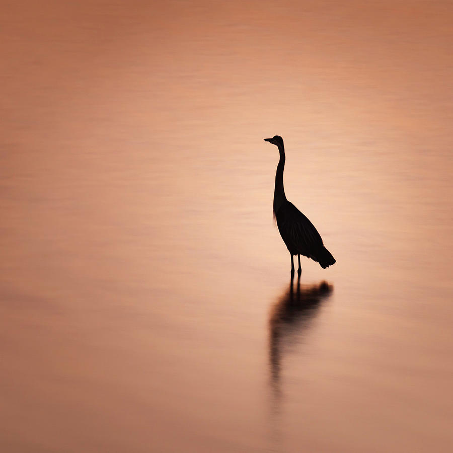 Blue Heron Silhouette and Reflection Photograph by Jason Fink