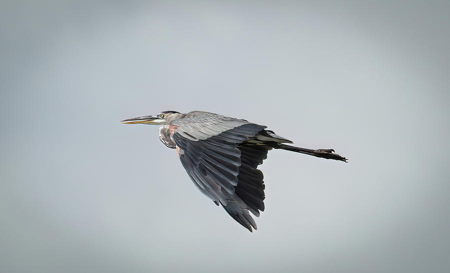 Blue Heron Soaring Photograph by Silver Guerra - Fine Art America