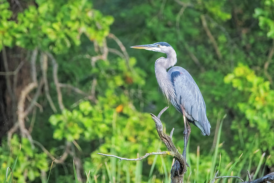 Blue Heron Standing On A Dead Tree Photograph By Benway-blanchard 