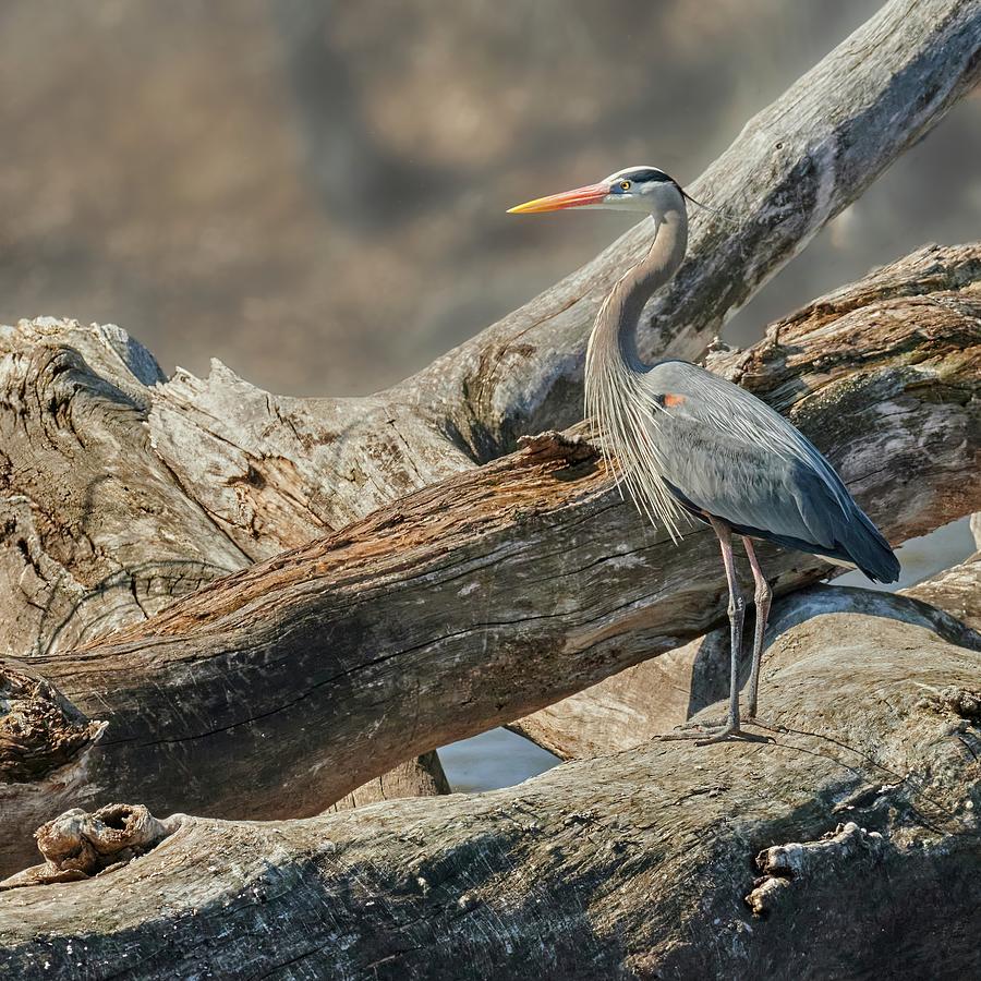 Blue Heron on Mississippi Driftwood Photograph by Jim Hughes