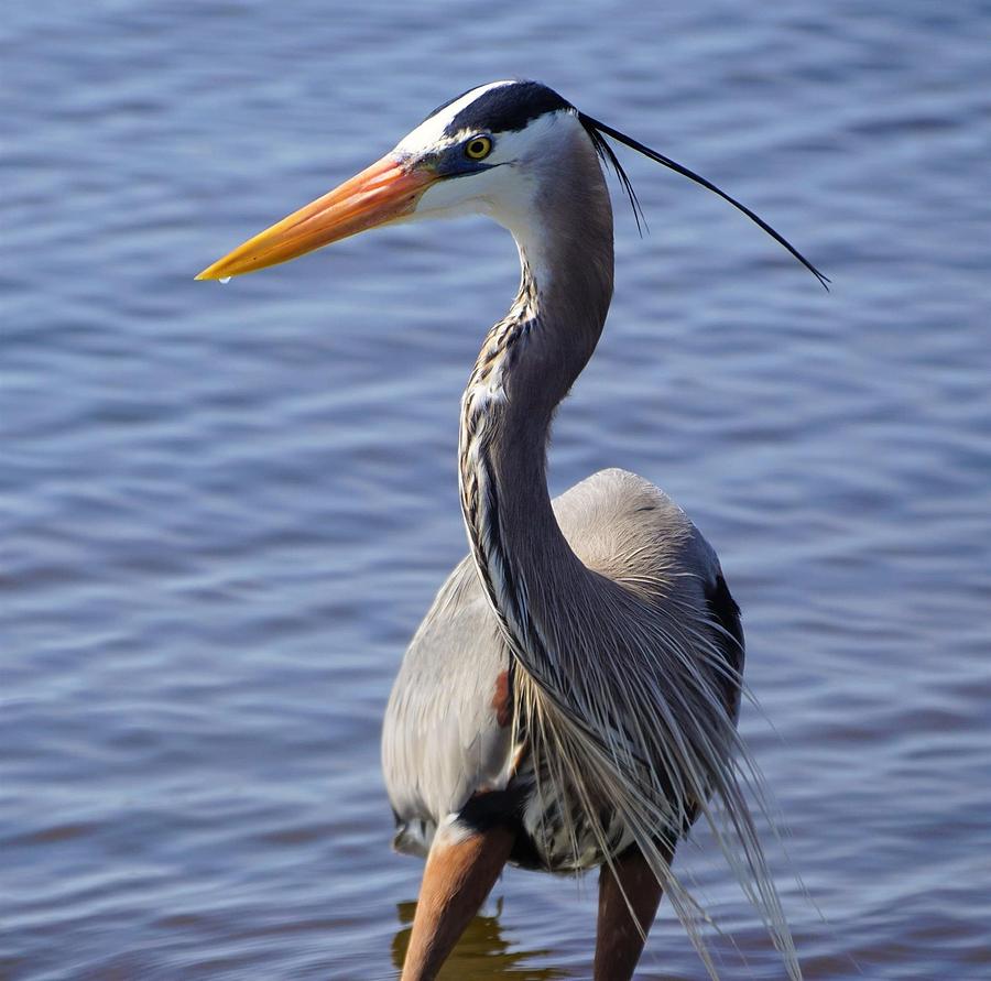 Blue Heron Stare Photograph by Suzanne Duncan - Fine Art America