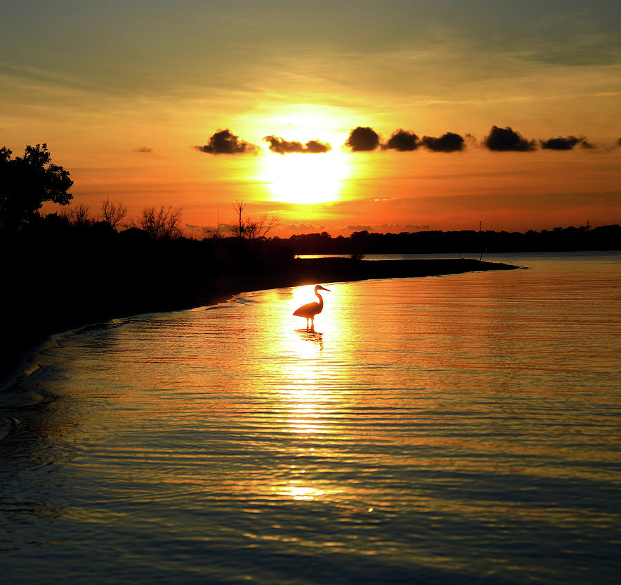 Blue Heron Sunset Cape San Blas Photograph by Dan Sproul
