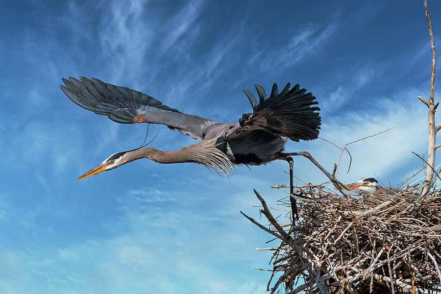 Blue Heron Takeoff Photograph by Lowell Monke