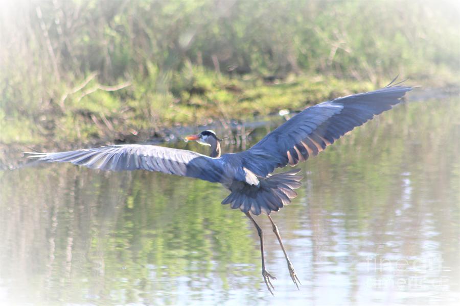 Blue Heron Taking Flight Photograph By Nick Gustafson - Fine Art America