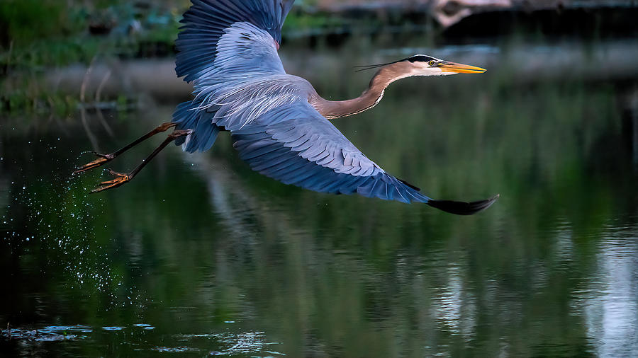 Blue Heron Taking off for Flight Photograph by Faith Burns