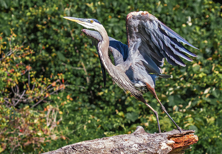 Blue Heron - Taking Off Photograph by Tom Cameron