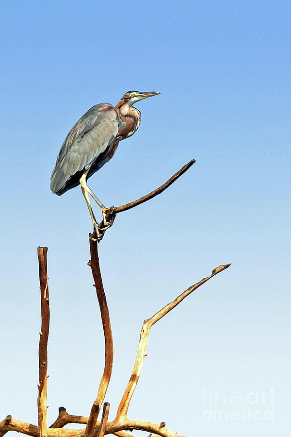 Blue Heron Photograph by Tom Watkins PVminer pixs