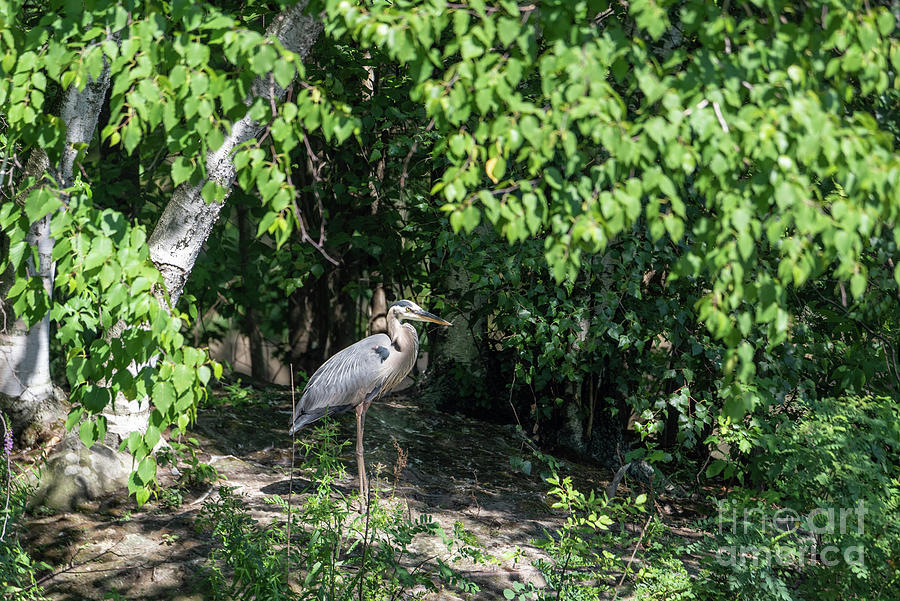 Blue Heron Under A Tree Photograph by Lorraine Cosgrove