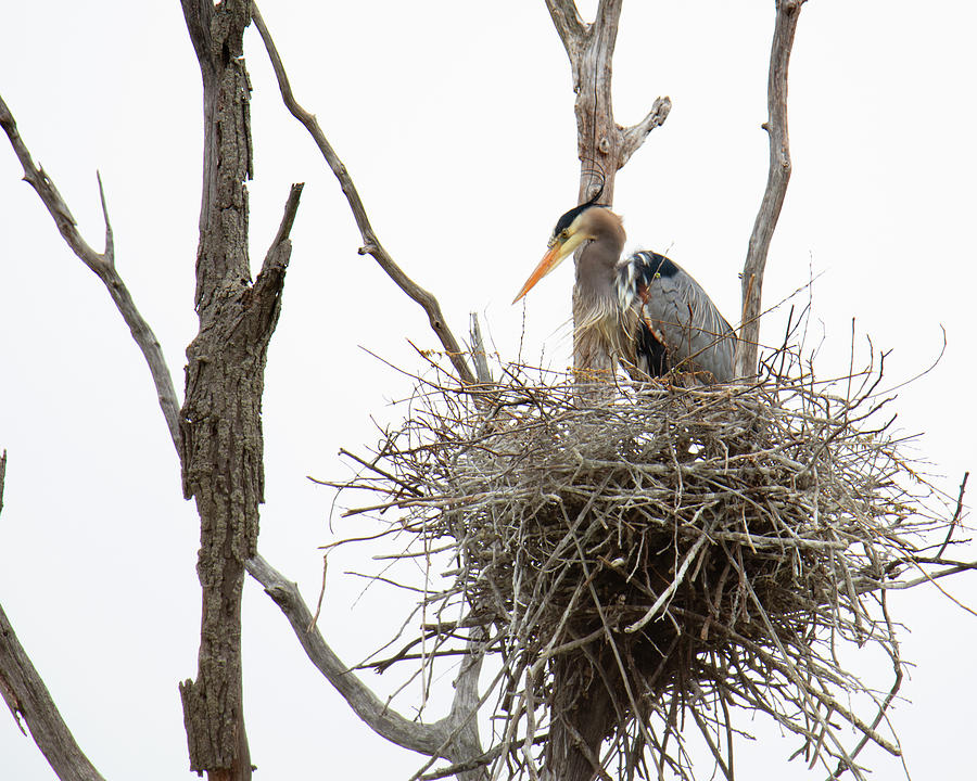 Blue Heron waiting for Breakfast Photograph by Catherine DeDecker ...