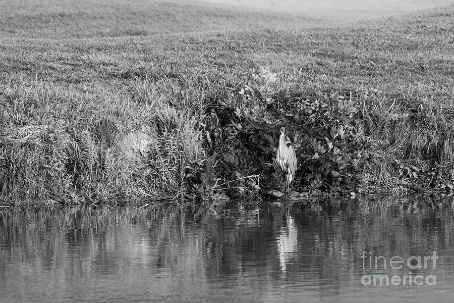 Blue Heron Waiting For Food Grayscale Photograph by Jennifer White