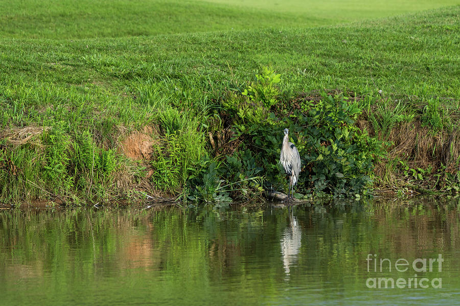 Blue Heron Waiting For Food Photograph by Jennifer White