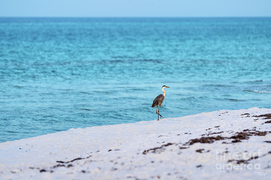Blue Heron Walking The Beach Photograph by Jennifer White