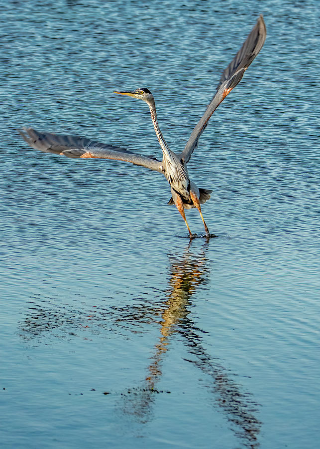 Blue Heron Water Ballet Photograph by Marcy Wielfaert