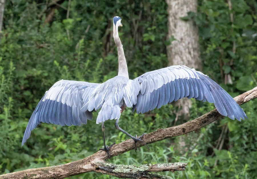 Blue Heron - Wings Photograph by Tom Cameron
