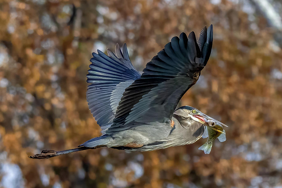 Blue Heron with Crappie Photograph by David Wagenblatt