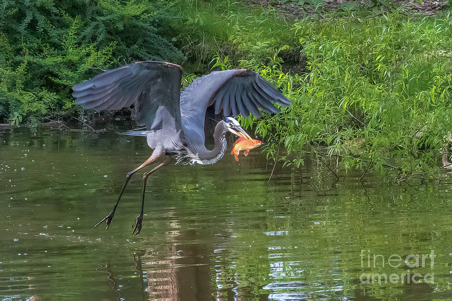 Blue Heron with Koi Fish Photograph by Lorraine Cosgrove