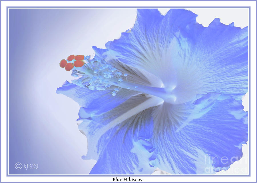 Blue Hibiscus Photograph by Klaus Jaritz