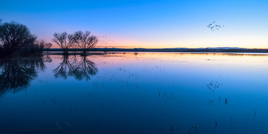 Sunset Photograph - Blue Hour Bosque by Alicia Glassmeyer