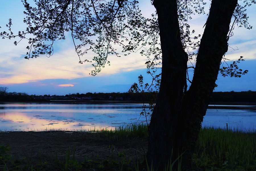 Blue Hour Marsh with Tree in Silhouette Photograph by Marianne Campolongo