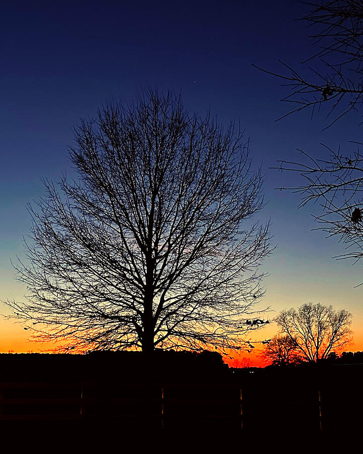 Blue Hour Tree Photograph by Lee Darnell
