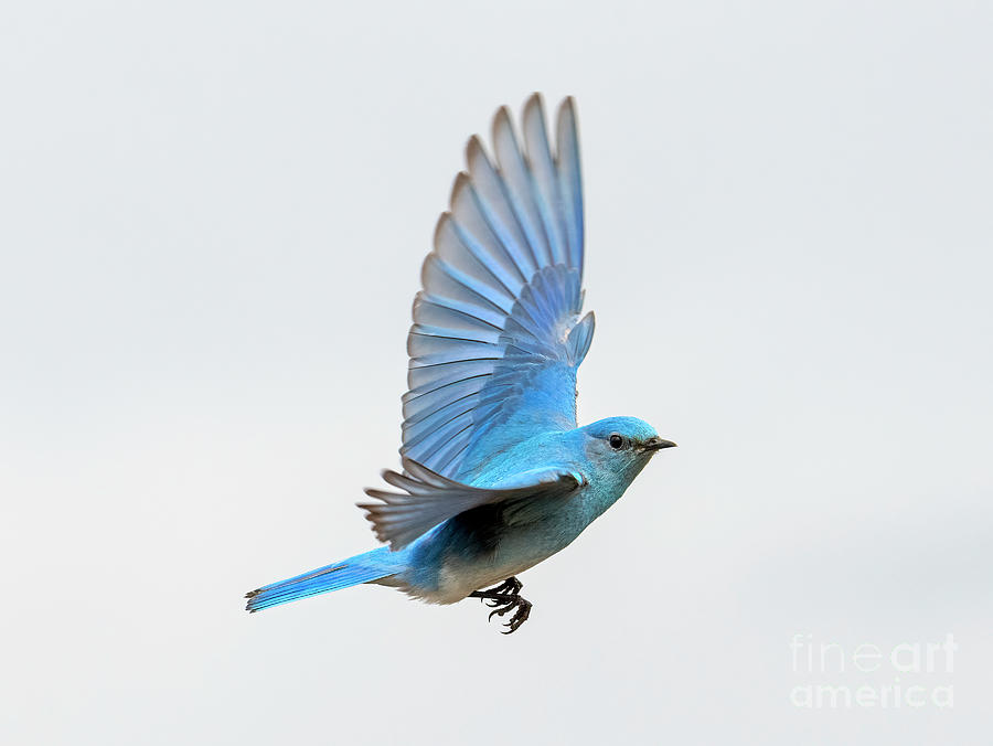 Blue Hover Photograph