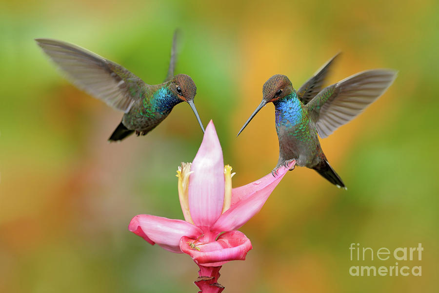 Blue Hummingbirds with Pink Flower Bloom - Bird / Animal / Wildlife / Floral Nature Photograph Photograph by PIPA Fine Art