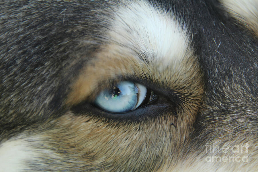 Dog Photograph - Blue Husky Eye by Deborah Kletch
