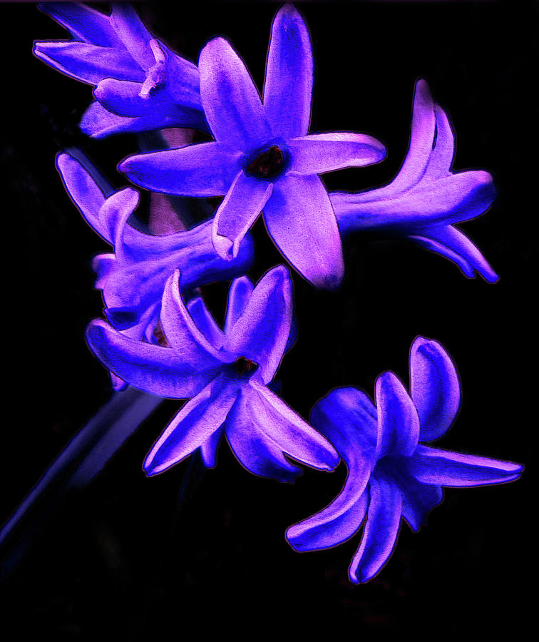 Blue Hyacinth Mixed Media