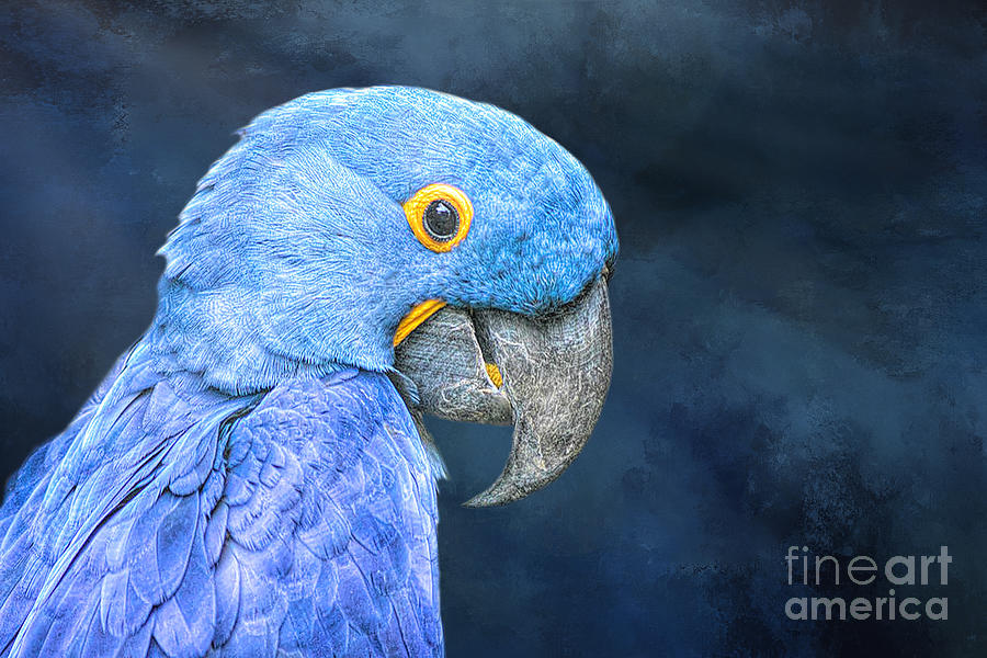 Macaw Mixed Media - Blue Hyacinth Macaw by Elisabeth Lucas