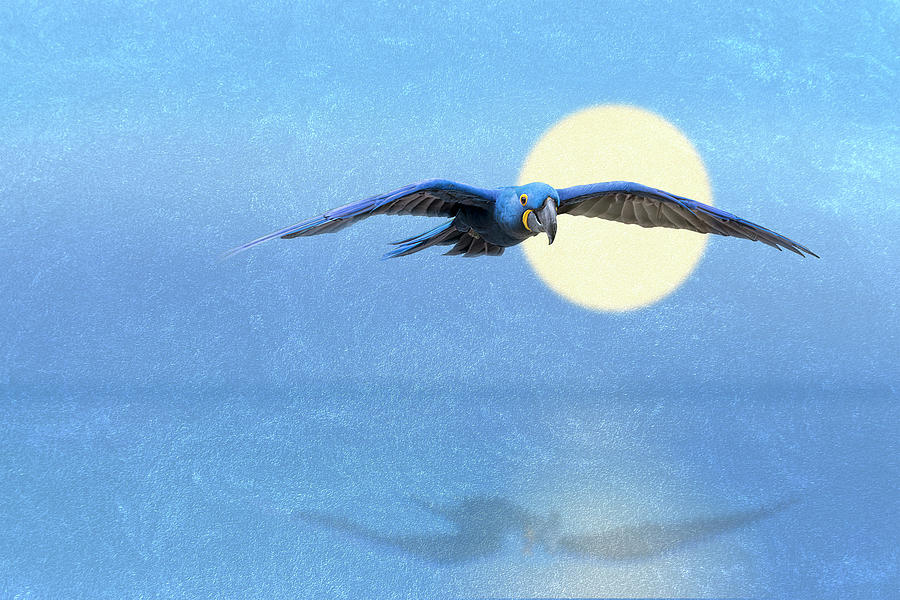 Blue Hyacinth Macaw Flight Photograph