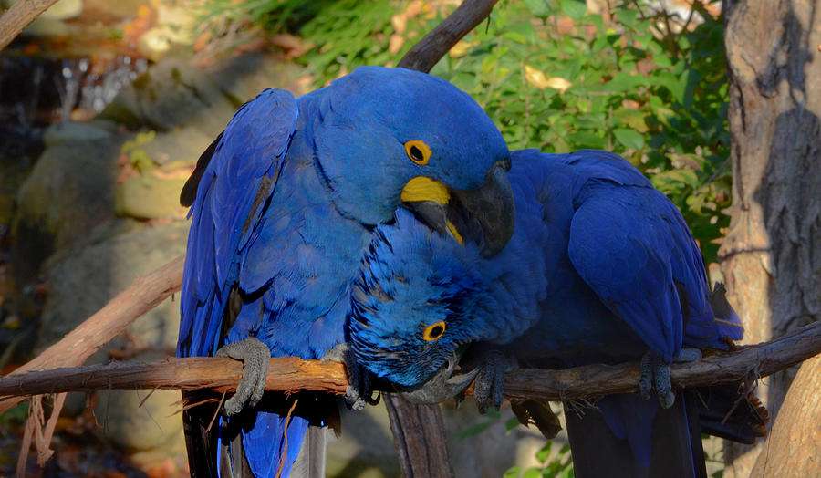 Blue Hyacinth Macaw Love Photograph by Ally White