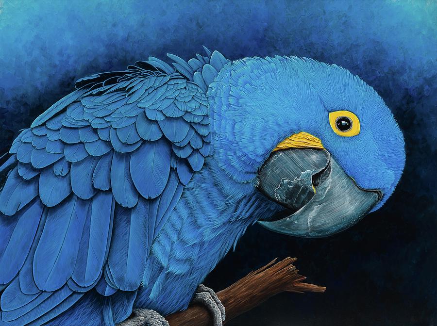 Macaw Painting - Blue Hyacinth Macaw Portrait by Debra Dickson