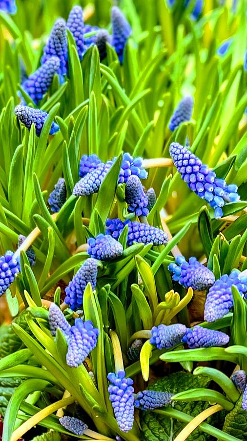 Blue Hyacinths Photograph by AList Art Gallery Blue Hyacinths Photograph by AList Art Gallery