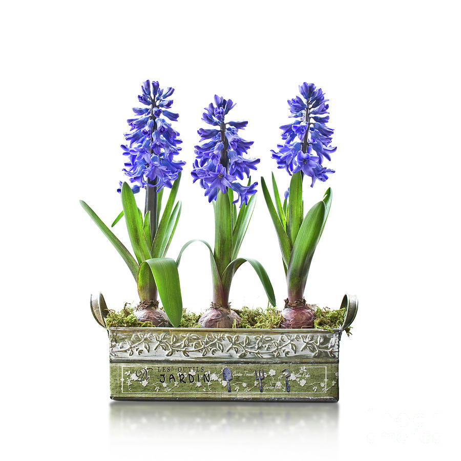 Blue hyacinths Photograph by Delphimages Photo Creations