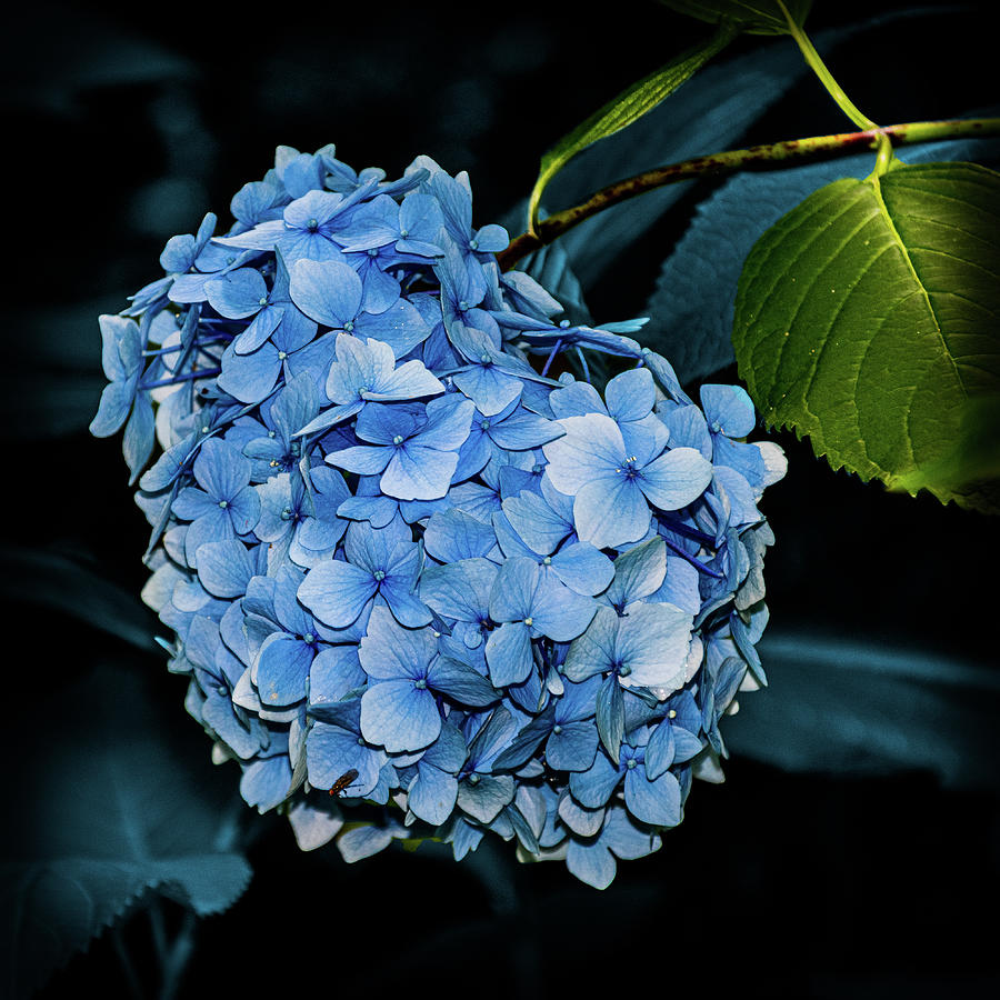 Blue Hydrangea and Green Leafs Photograph by Angela Carrion Photography