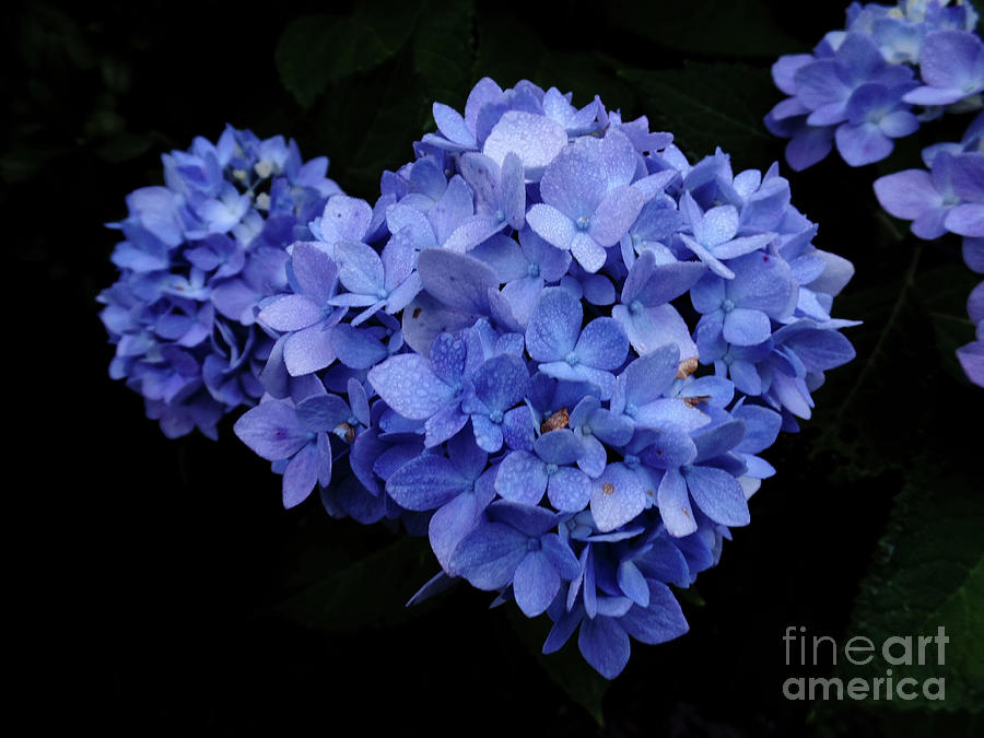 Blue Hydrangea Photograph by AnnMarie Parson-McNamara