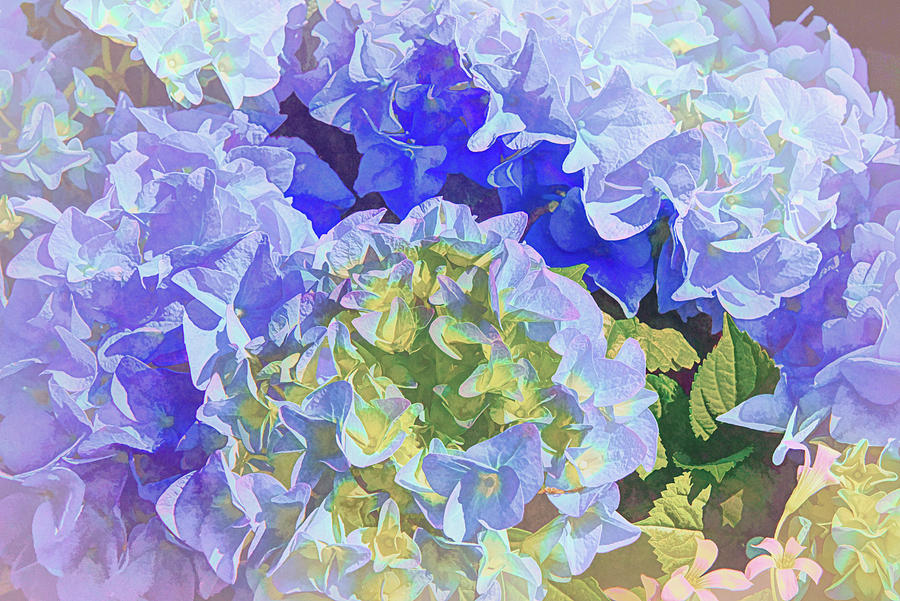 Blue Hydrangea Artistic 1  Digital Art by Linda Brody