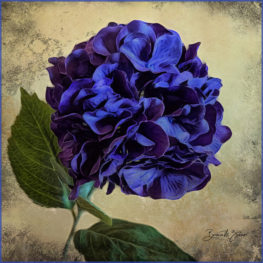 Blue Hydrangea  Photograph by Barbara Zahno